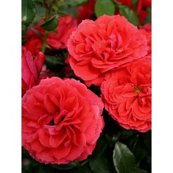 Rožė - Rosa CHERRY GIRL ®