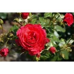 Rožė - Rosa CHERRY GIRL ®