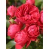 Rožė - Rosa CHERRY GIRL ®