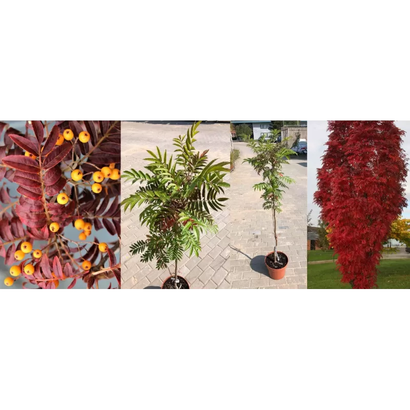 Paprastasis šermukšnis - Sorbus aucuparia AUTUMN SPIRE