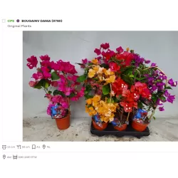 Bougainvillea MIX