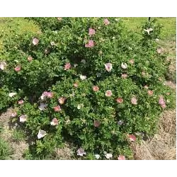 Rožė - Rosa Dagmar Hastrup