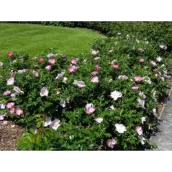 Rožė - Rosa DAGMAR HASTRUP