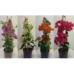 Bugenvilija - Bougainvillea (balta)