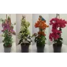 Bugenvilija - Bougainvillea ORANGE