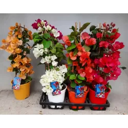 Bugenvilija - Bougainvillea ORANGE