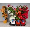 copy of Bugenvilija (oranžinė) - Bougainvillea orange 17Ø x1 (gyva foto 2022-04-25)