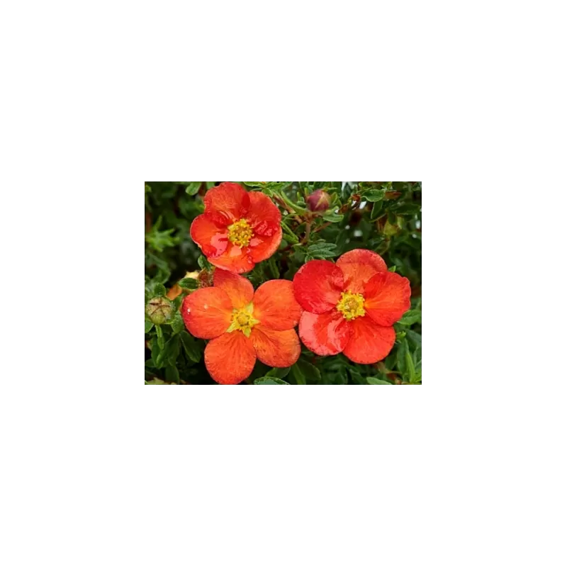 Krūminė sidabražolė (sidabrakrūmis) - Potentilla (dasiphora) fruticosa RED ACE