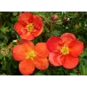 Krūminė sidabražolė (sidabrakrūmis) - Potentilla (dasiphora) fruticosa RED ACE
