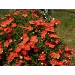 Krūminė sidabražolė (sidabrakrūmis) - Potentilla (dasiphora) fruticosa RED ACE