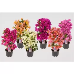 Bougainvillea PINK-PURPLE