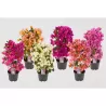 Bougainvillea PINK-PURPLE