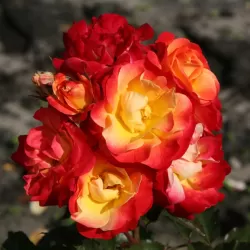 Rosa FIREBIRD ®