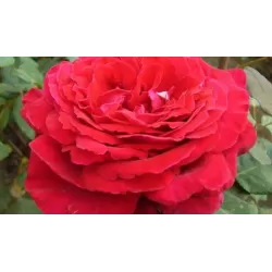 Rožė - Rosa GRAAF LENNART ®