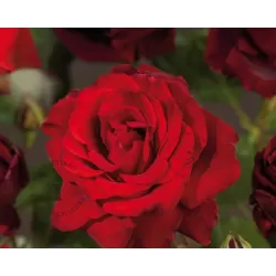 Rožė - Rosa GRAAF LENNART ®