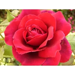 Rosa GRAAF LENNART ®