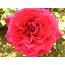 Rosa GRAAF LENNART ®