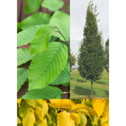 Carpinus betulus Frans Fontaine