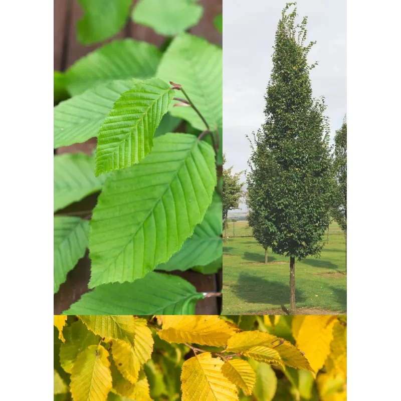 Paprastasis skroblas - Carpinus betulus FRANS FONTAINE