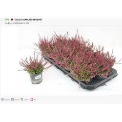 Paprastasis viržis - Calluna vulgaris Mėgsta gerai nudrenuotą rūgščią dirvą, saulėtą vietą.