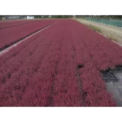 Paprastasis viržis - Calluna vulgaris  Mėgsta gerai nudrenuotą rūgščią dirvą, saulėtą vietą.