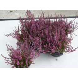 Paprastasis viržis - Calluna vulgaris  Mėgsta gerai nudrenuotą rūgščią dirvą, saulėtą vietą.