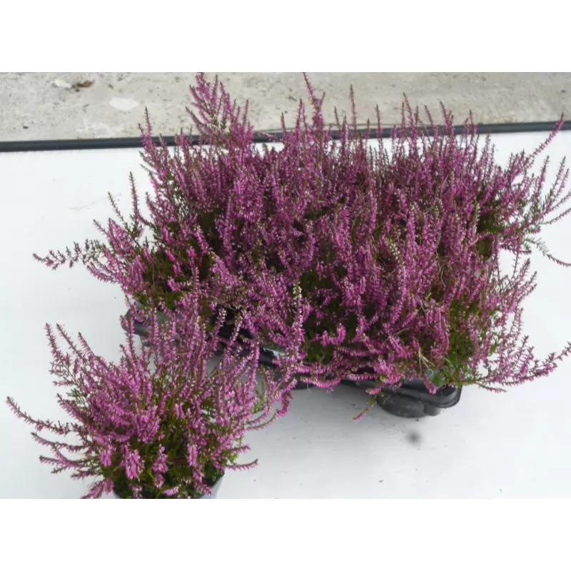 Paprastasis viržis - Calluna vulgaris  Mėgsta gerai nudrenuotą rūgščią dirvą, saulėtą vietą.