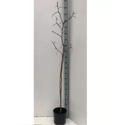 Jujube - Ziziphus jujuba