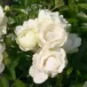 Rosa WHITE MORSDAG ®