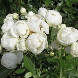 Rosa WHITE MORSDAG ®