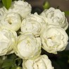 Rožė - Rosa WHITE MORSDAG ®