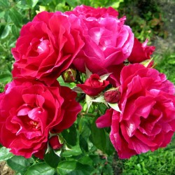 Rožė - Rosa GUY SAVOY ®