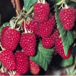 Raspberry  - Rubus idaeus HERITAGE
 Container-C1