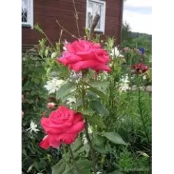 Rožių krūmai internetu su pristatymu į namus