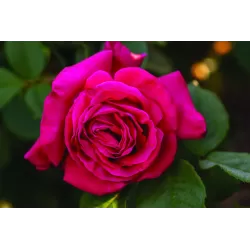 Rožė - Rosa FIRST BLUSH ®