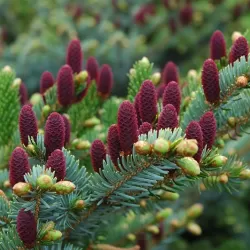 Garden plants/Trees/Flowers/ web-shop