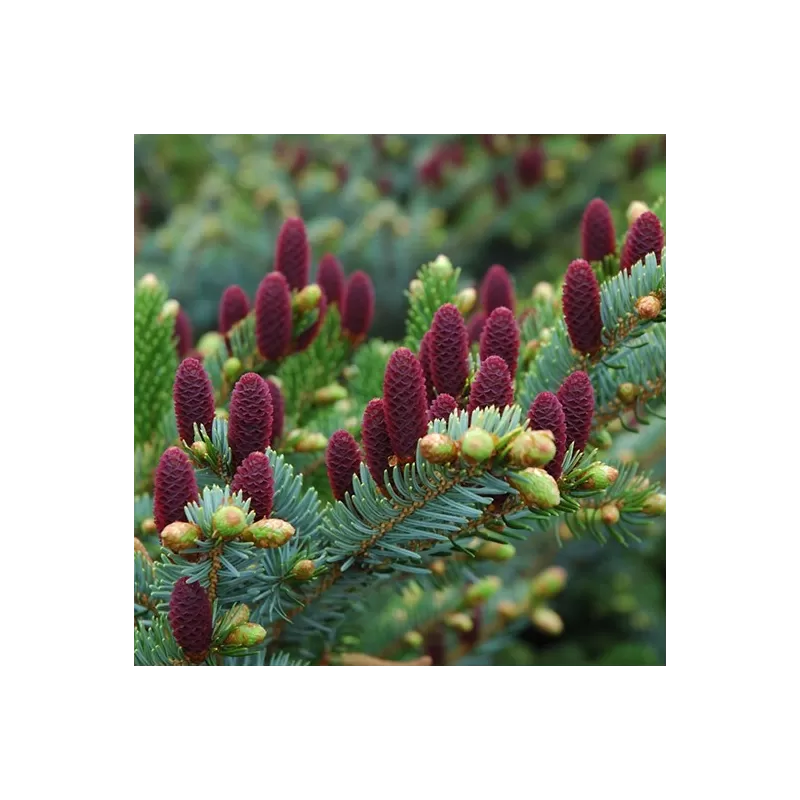 Paprastoji eglė - Picea abies ACROCONA