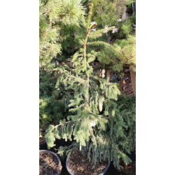 Paprastoji eglė - Picea abies ACROCONA