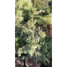 Paprastoji eglė - Picea abies ACROCONA