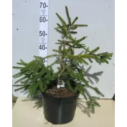 Paprastoji eglė - Picea abies ACROCONA