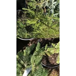 Paprastoji eglė - Picea abies ACROCONA