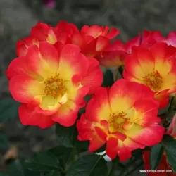 Rožė - Rosa SUMMER OF LOVE