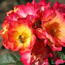 Rožė - Rosa SUMMER OF LOVE