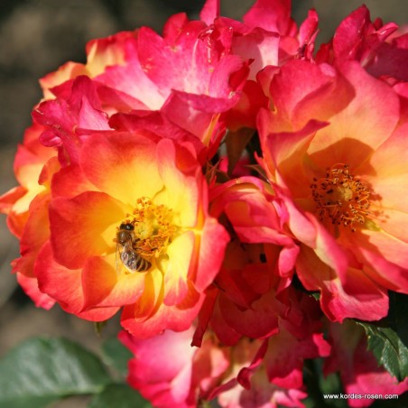Rožė - Rosa SUMMER OF LOVE ® (Korfliaumi)  Kordes® NectarGarden