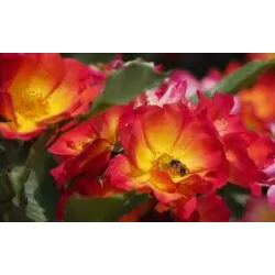 Rožė - Rosa SUMMER OF LOVE