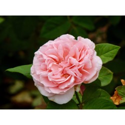 Rožė - Rosa MAXIMA ROMANTICA