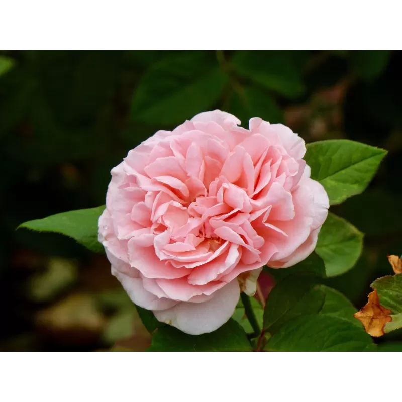 Rožė - Rosa MAXIMA ROMANTICA