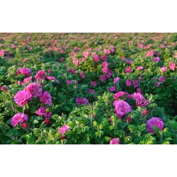 Rožė - Rosa POLARSONNE