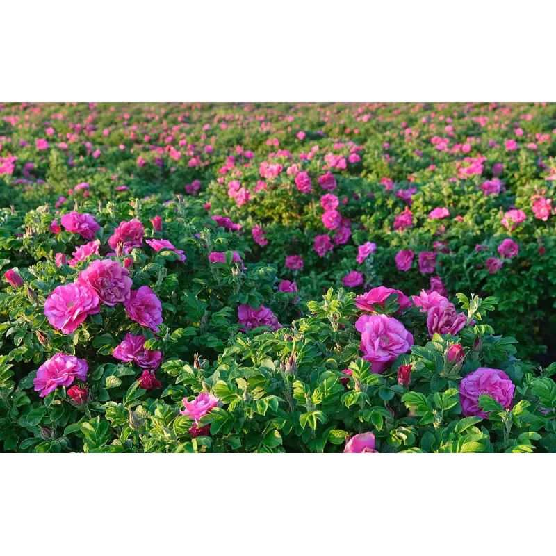 Rožė - Rosa POLARSONNE