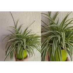 Chlorofitas - Chlorophytum Comosum VITTATUM AIR SO PURE